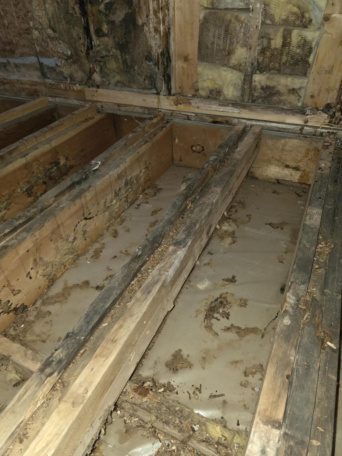 Demo: vinyl, plywood and insulation off — finding the damage
